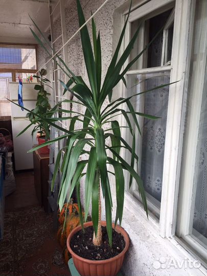 Пальма Юкка 180 см