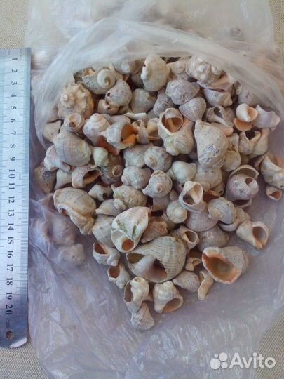 Ракушки маленькие