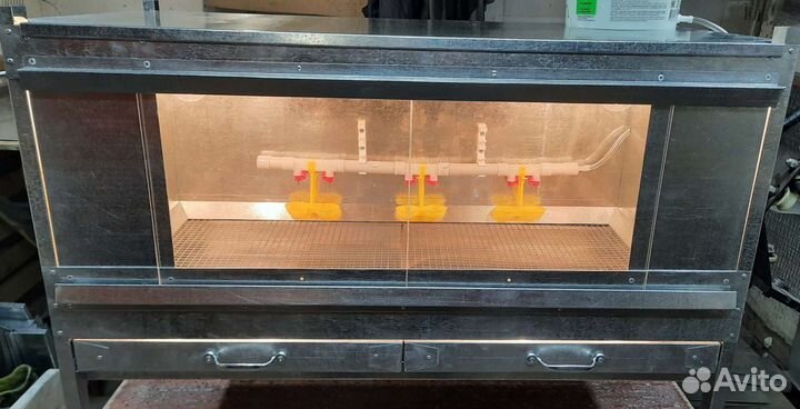 Брудер для цыплят