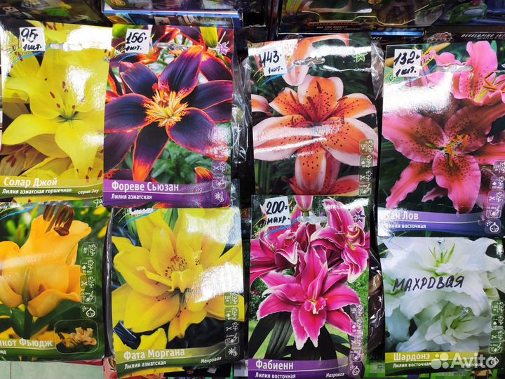 Лилии луковицы