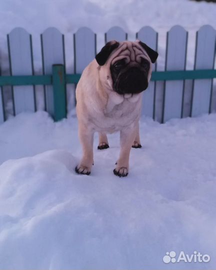 Мопс на вязку