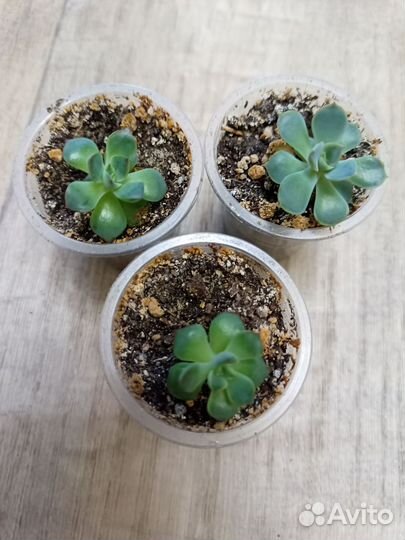 Суккуленты 1