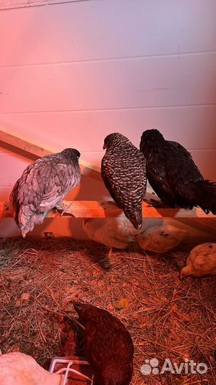 Куры молодки несушки доминант