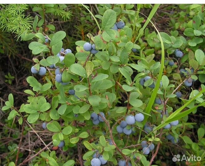 Голубика лесная