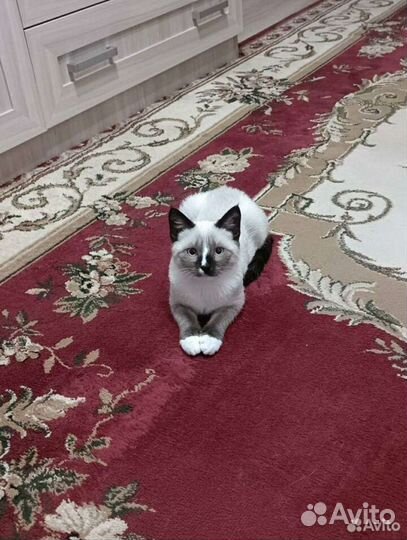 Сноу шу редкая порода 