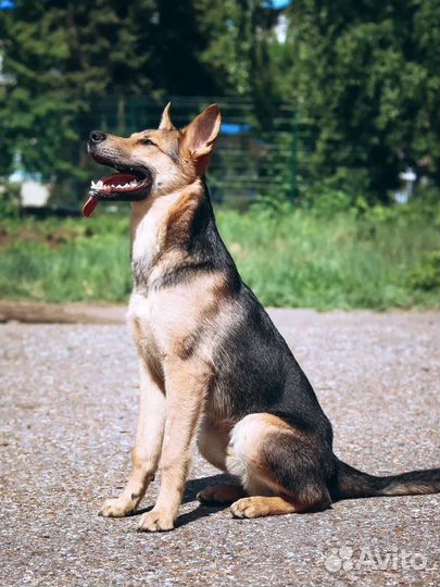 Щенок Потап 7 мес