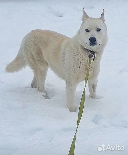 Мальчик в добрые руки