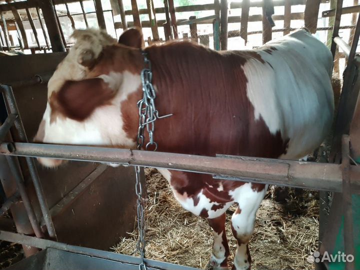 Бык на племя