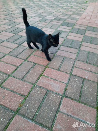 Котик в добрые руки