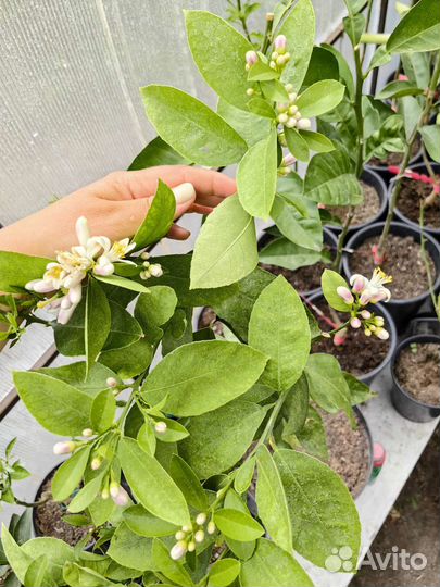 Цитрусы в горшке (лимон,апельсин,кумкват,мандарин)