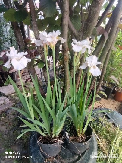 Белые цветы