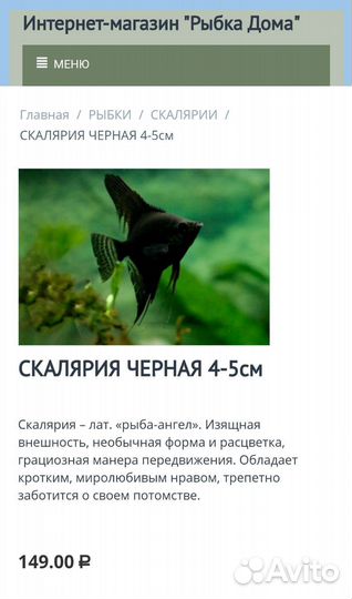 Скалярия черная Аквариумные рыбки в ассортименте