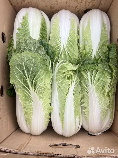 Пекинская капуста