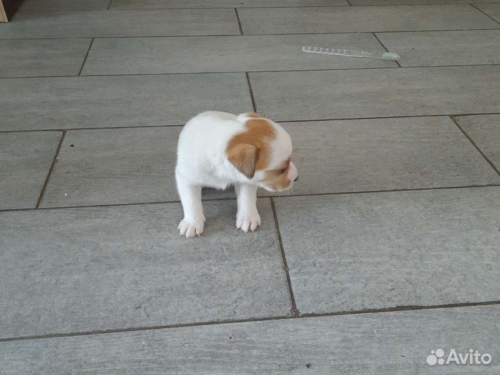 Щенки джек рассел