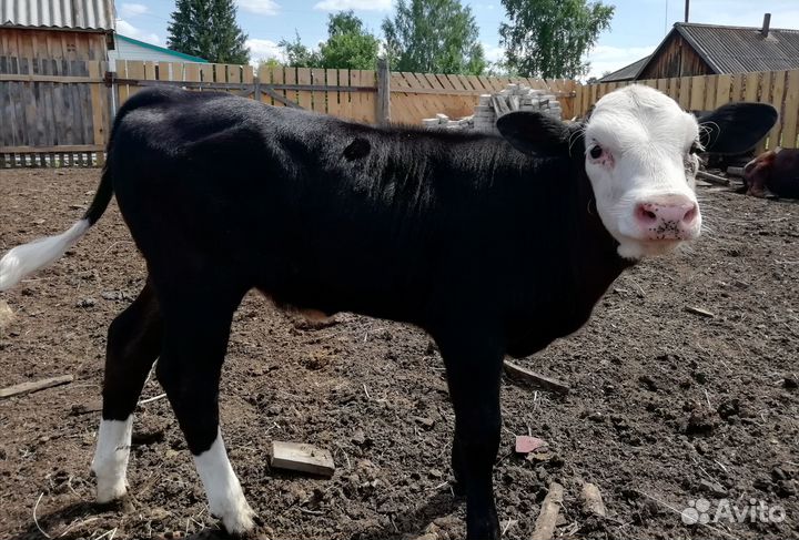 Продам 2 тёлочек