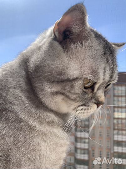 Кот на вязку