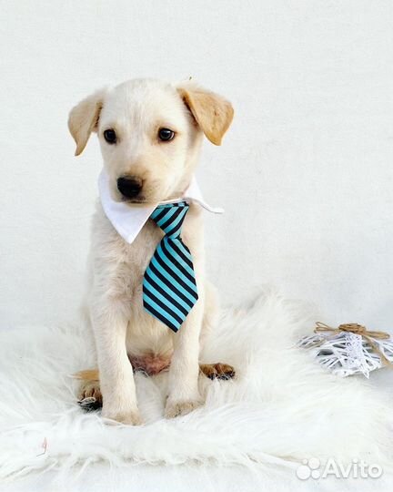 Щенок мальчик