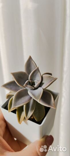 Суккуленты