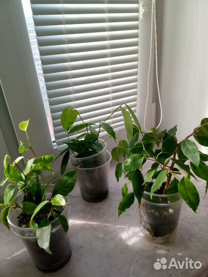 Комнатные растения