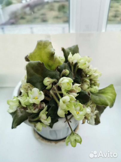 Фиалки сортовые