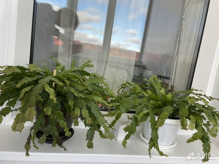 Декабрист белый