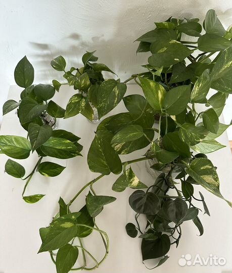 Эпипремнум (сциндапсус)