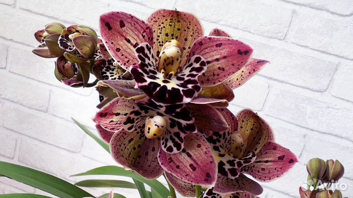 Орхидея цимбидиум Magic Vogel