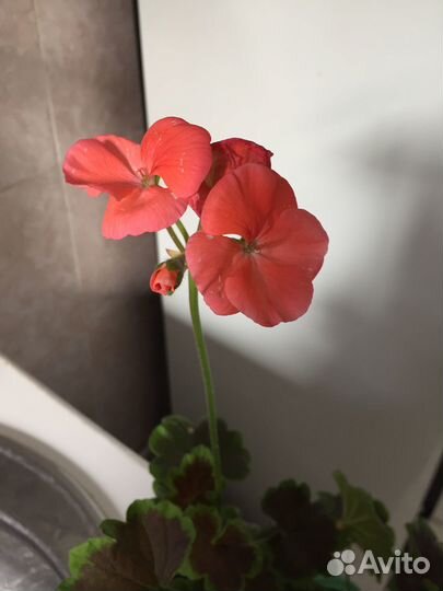 Комнатные цветы герань