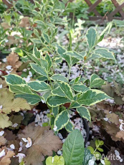 Растения для сада