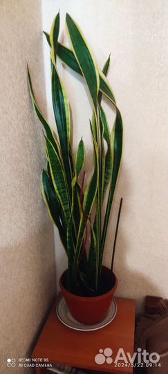 Сансевиерия Замиокулькас Фикус