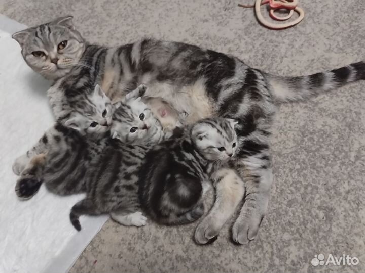 Шотландская