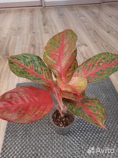 Аглаонема Sombat Siam