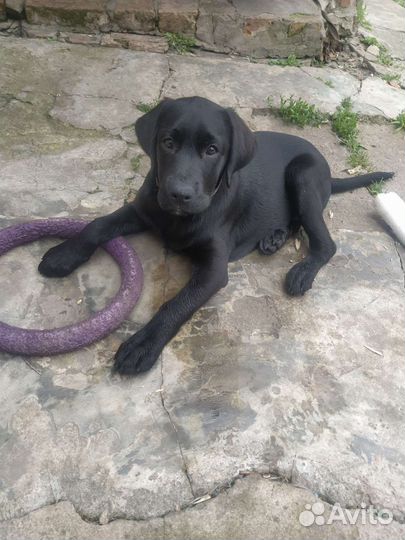 Щенки лабрадора черные