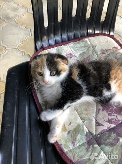 Котенок девочка бесплатно