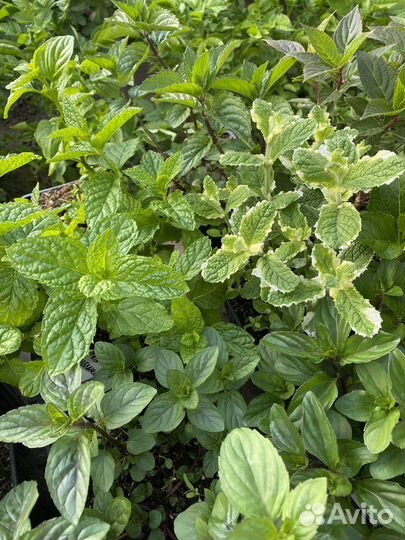 Мята сортовая