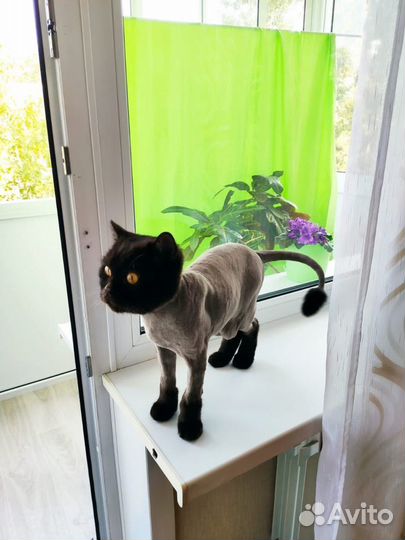 Грумер. Стрижка и вычес кошек (возможен выезд)