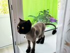Стрижка кошек - Груминг (выезд на дом) объявление продам