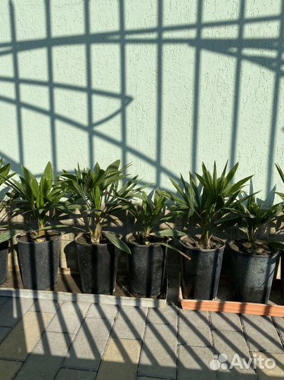 Трахикарпус пальма