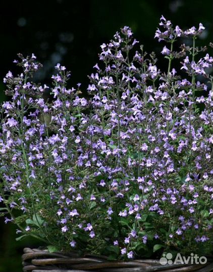 Душевик котовниковый Marvelette Blue Саженцы, Расс