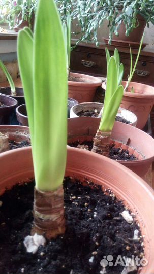 Гиппиаструм