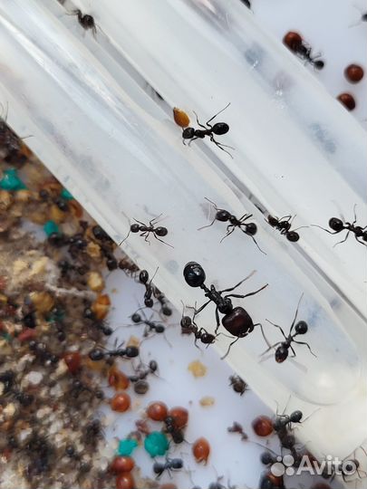 Муравьи барбарусы + формикарий