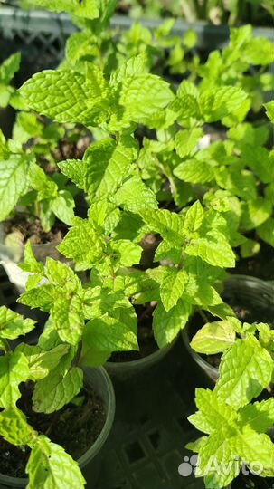 Мята сортовая коллекционная пряные травы