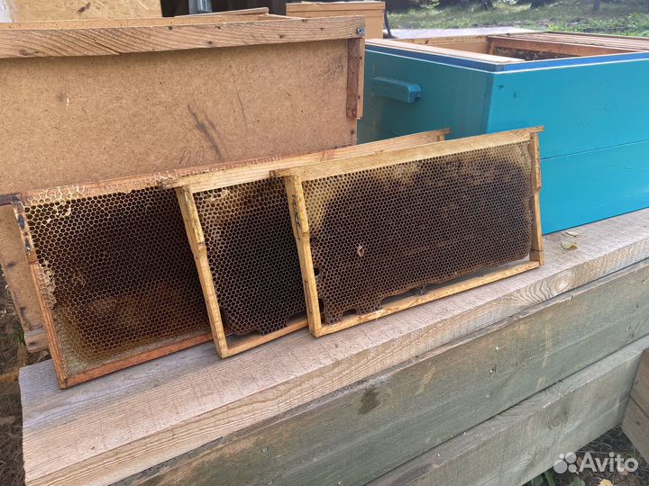 Рамки с сушью Рута