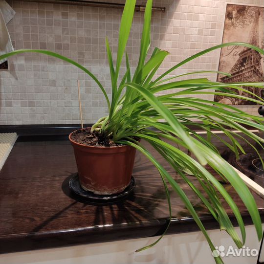 Хлорофитум