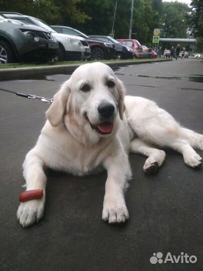 Дрессировка собак, зоопсихолог, кинолог