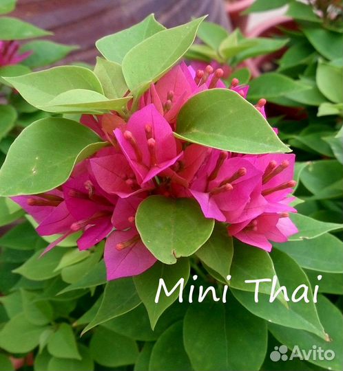 Бугенвиллии