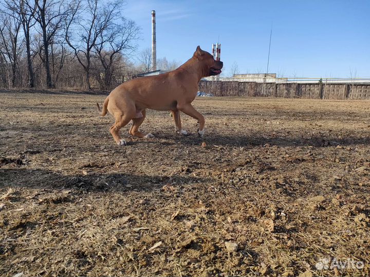 Амстафф вязка