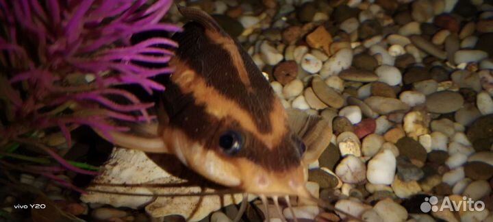 Сомик Платидорас