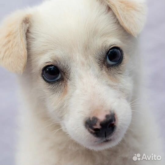 Белочка - блондиночка