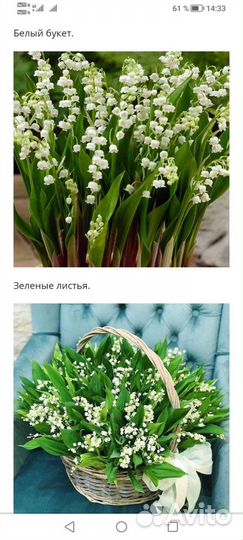 Ландыши саженцы